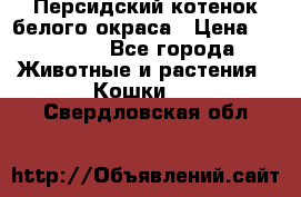 Персидский котенок белого окраса › Цена ­ 35 000 - Все города Животные и растения » Кошки   . Свердловская обл.